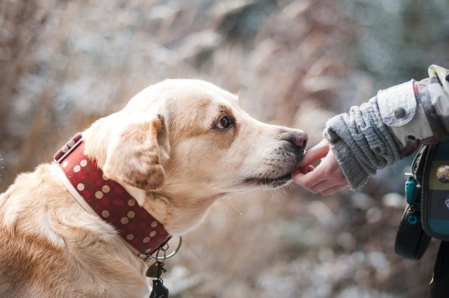 boy and a dog